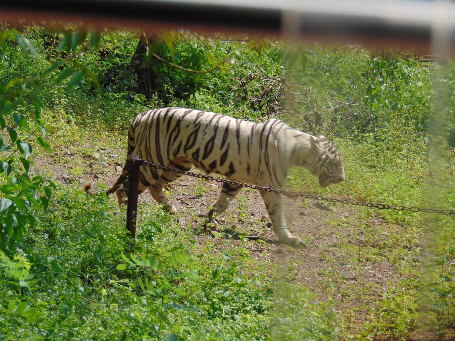 A white tiger walking through green undergrowth at Nandankanan