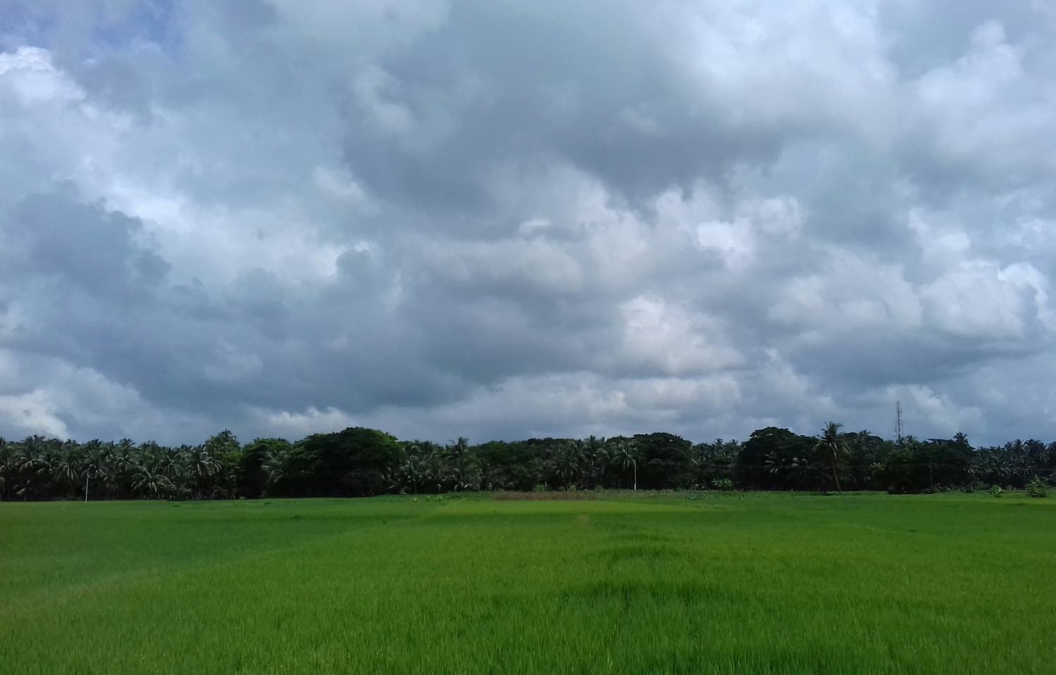 ওড়িশায় বর্ষার মেঘের নিচে সবুজ ধানখেত